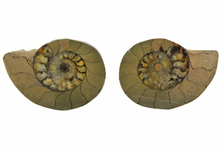 Sliced, Iron Replaced Fossil Ammonite - Morocco #138032